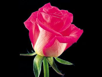 Splendid Royale Rosaceae