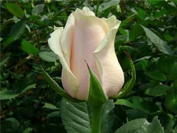 Talia Rosaceae