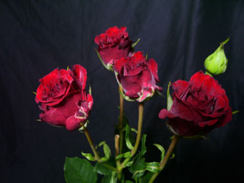 Peter Pan Rose - Spray