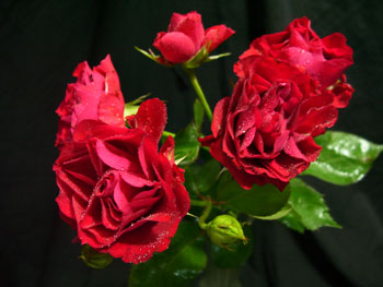 Red Angel Rose - Spray