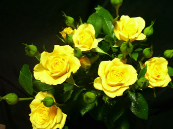 Yellow Babe Rose - Spray