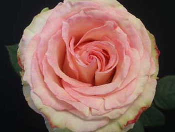 Esperance Rose