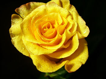 Orange Juice Rose