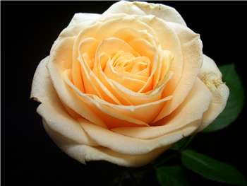 Peach Avalanche Rose