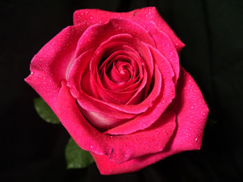 Verdi Rose