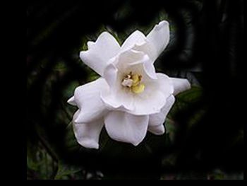 Gardenia Rubiaceae