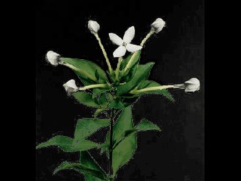 White Charla HFC Rubiaceae