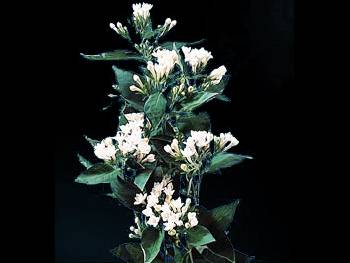 White Rubiaceae