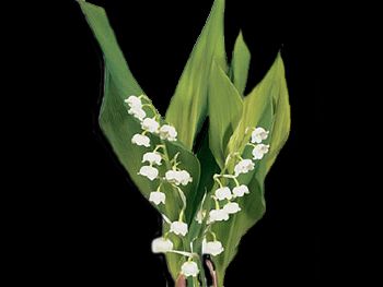 Lilly of The Valley HFC Ruscaceae