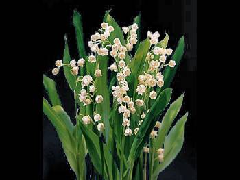 Lily of the Valley Ruscaceae