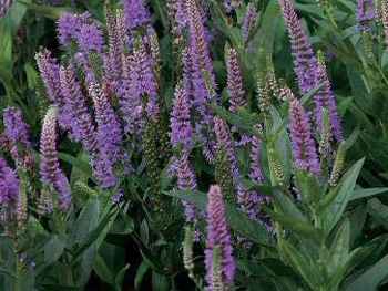 Purpleicious Scrophulariaceae