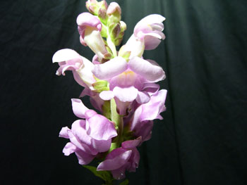 Lavender Snapdragons