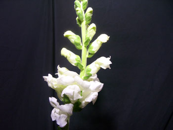 White Snapdragons