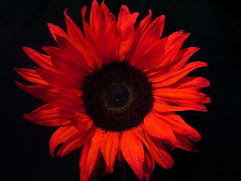 Sunbright Tinted Red Sunflower