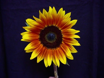 Firewalker Sunflower