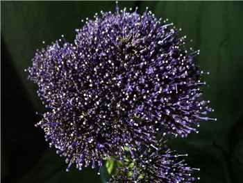 Purple Trachelium