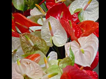 Assorted Anthuriums