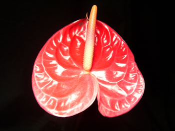 Dark Pink Anthuriums