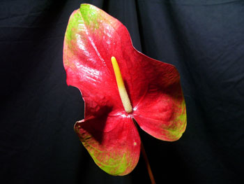 Red/Green Obake Anthuriums