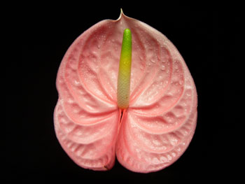 Peach Anthuriums