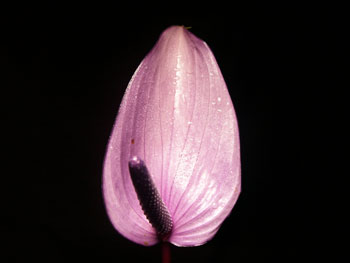 Purple Anthuriums