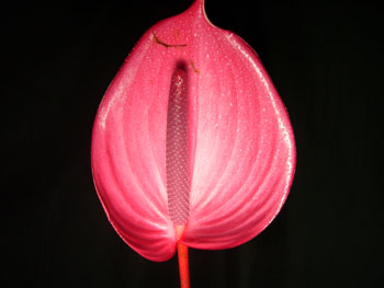 Tulip Anthuriums