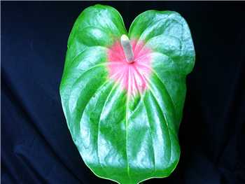 Amigo Araceae