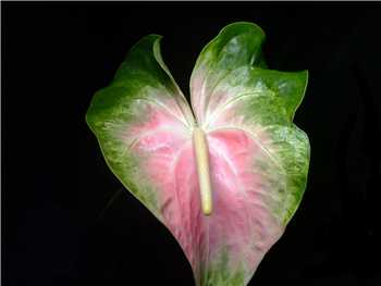 Kimi Araceae