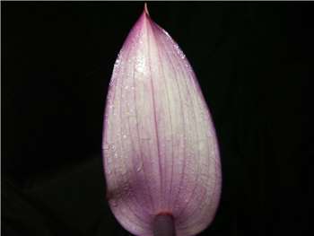 Lavender Araceae
