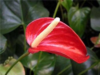 Obake Araceae