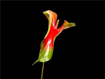 Oshiro Red Araceae