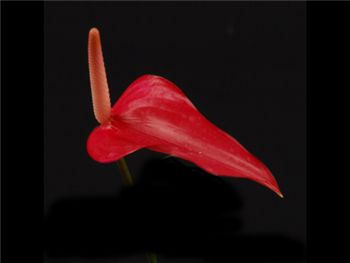 Red Araceae