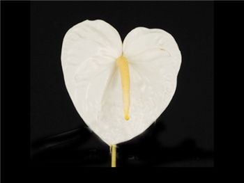 White Araceae