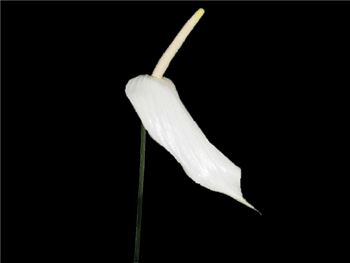 White Lady Araceae