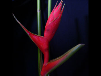 Heliconia2 Heliconia