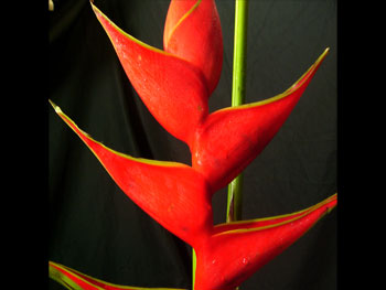 Heliconia3 Heliconia