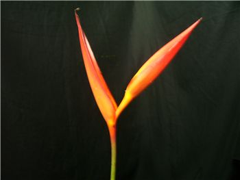 Psittacorum Flamingo Heliconia