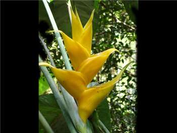 Caribaea Yellow Heliconiaceae