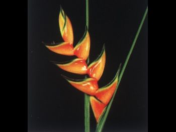 Orange Claw Heliconiaceae