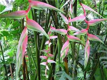 Pink pendant Chartacea (Sexy Pink) Heliconiaceae