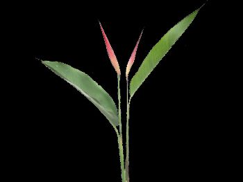 Psittacorum Rhyzomatosa Heliconiaceae