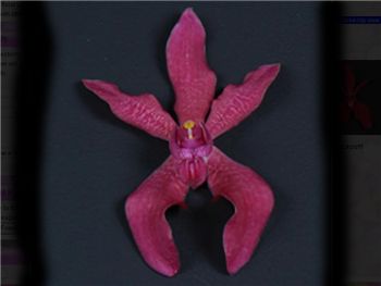 Azima Orchidaceae