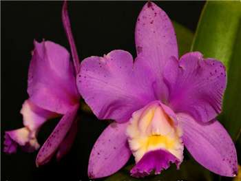 Cattleya Brabantiae Orchidaceae
