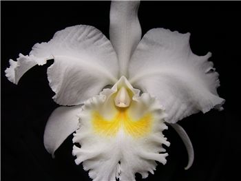 White Orchidaceae