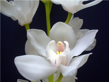 Amy Stewart Zita Orchidaceae