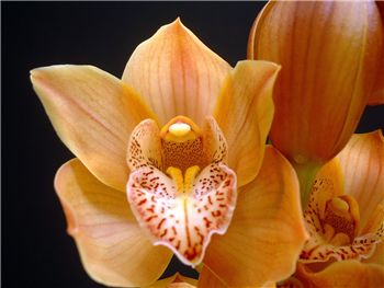 Apricot Orchidaceae