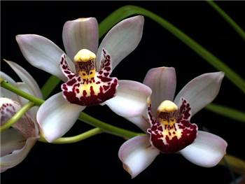 Blush Orchidaceae
