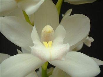 Elfin Beauty Orchidaceae