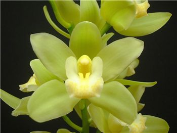 Elsie Sandersen Orchidaceae