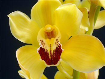 Gymer Cooksbridge Orchidaceae